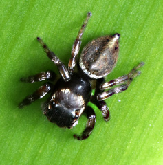 Maratus scutulatus