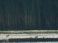 Charadrius semipalmatus