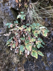 Eriogonum compositum