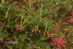 Grevillea preissii glabrilimba