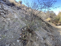 Prunus fasciculata