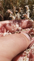 Eriogonum wrightii subscaposum