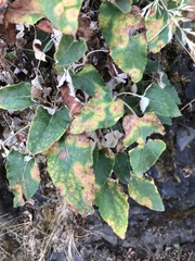 Eriogonum compositum