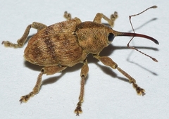 Curculio venosus