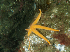 Henricia