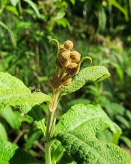 Buddleja globosa