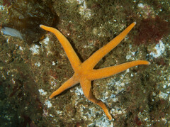 Henricia