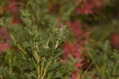 Grevillea preissii glabrilimba