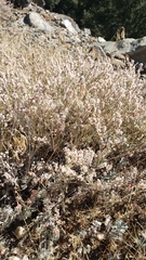 Eriogonum wrightii subscaposum