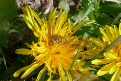 Lasioglossum pilosum