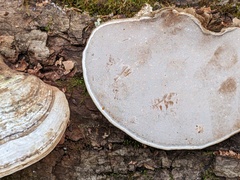 Ganoderma megaloma