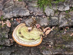 Ganoderma megaloma