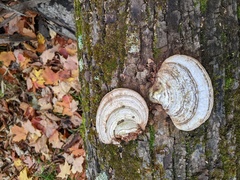 Ganoderma megaloma