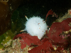 Acanthodoris nanaimoensis
