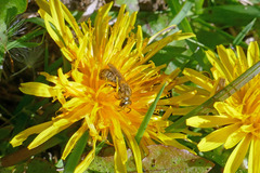 Lasioglossum pilosum