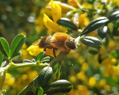 Cadeguala occidentalis