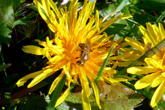 Lasioglossum pilosum