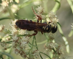 Myzinum quinquecinctum