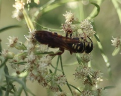 Myzinum quinquecinctum