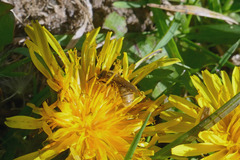 Lasioglossum pilosum