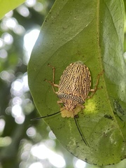 Antiteuchus
