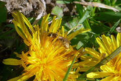 Lasioglossum pilosum