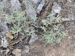 Sphaeralcea hastulata