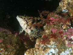 Oxylebius pictus