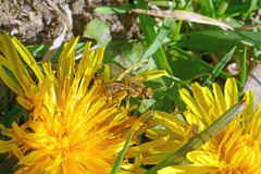 Lasioglossum pilosum