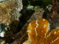 Artedius harringtoni