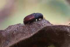 Dendroctonus