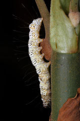 Lepidoptera