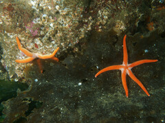 Henricia