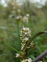 Ichnocarpus frutescens