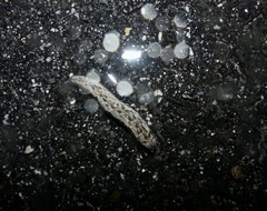 Megapallifera mutabilis