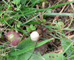 Trochosa terricola