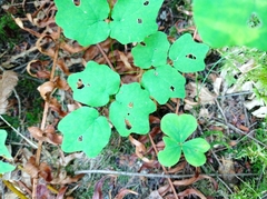 Vancouveria hexandra