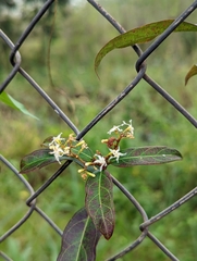 Ichnocarpus frutescens