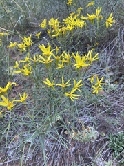 Senecio spartioides