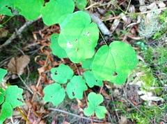 Vancouveria hexandra