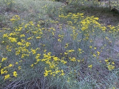 Senecio spartioides