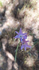 Leucocoryne ixioides