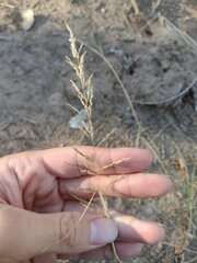 Sporobolus cryptandrus