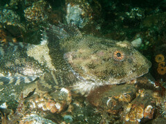 Myoxocephalus polyacanthocephalus