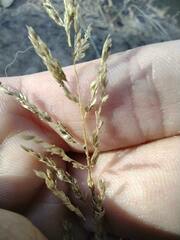 Sporobolus cryptandrus