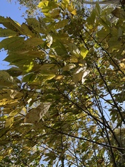 Asimina triloba