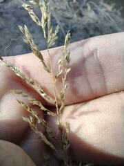 Sporobolus cryptandrus