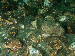 Myoxocephalus polyacanthocephalus