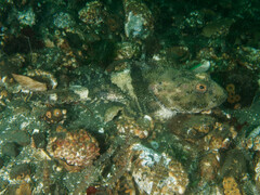 Myoxocephalus polyacanthocephalus