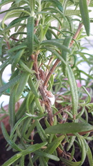 Icerya
